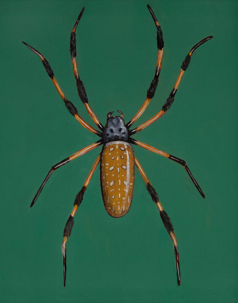 painting of banana spider