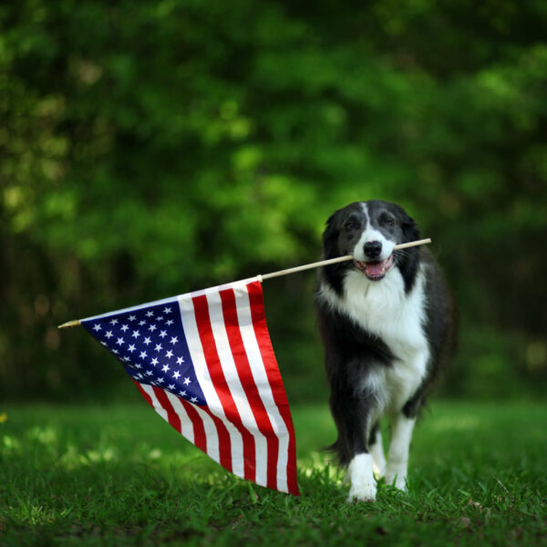 dog carrying flag
